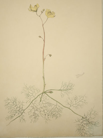 Utricularia_35